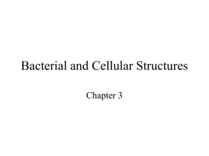 Bacterial and Cellular Structures Chapter 3