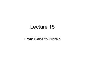Lecture 15 From Gene to Protein
