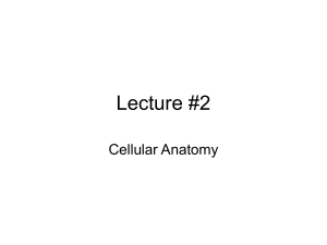 Lecture #2 Cellular Anatomy