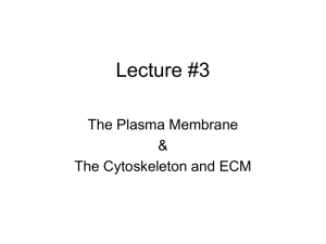 Lecture #3 The Plasma Membrane &amp; The Cytoskeleton and ECM