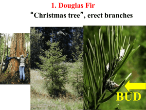 BUD 1. Douglas Fir Christmas tree