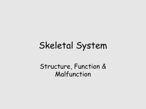 Skeletal System Structure, Function &amp; Malfunction