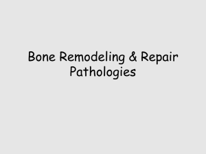 Bone Remodeling &amp; Repair Pathologies