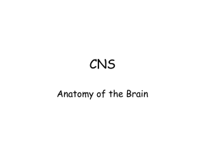 CNS Anatomy of the Brain