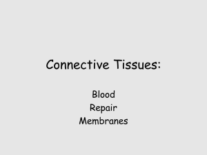 Connective Tissues: Blood Repair Membranes
