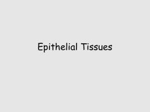 Epithelial Tissues