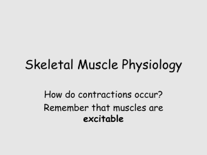 Skeletal Muscle Physiology How do contractions occur? Remember that muscles are excitable