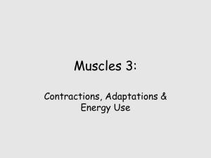 Muscles 3: Contractions, Adaptations &amp; Energy Use