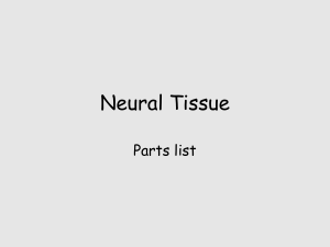 Neural Tissue Parts list