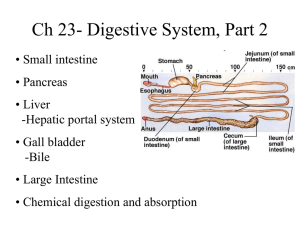 Ch 23- Digestive System, Part 2