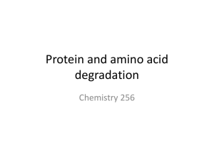 Protein and amino acid degradation Chemistry 256