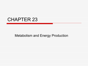 CHAPTER 23 Metabolism and Energy Production