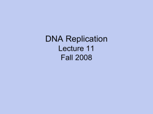 DNA Replication Lecture 11 Fall 2008