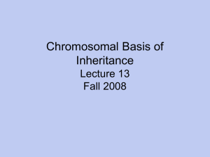 Chromosomal Basis of Inheritance Lecture 13 Fall 2008