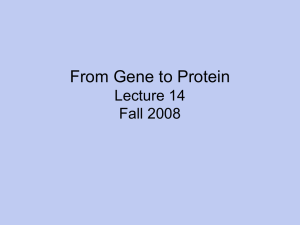 From Gene to Protein Lecture 14 Fall 2008