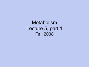 Metabolism Lecture 5, part 1 Fall 2008