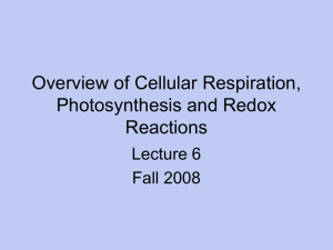 Overview of Cellular Respiration, Photosynthesis and Redox Reactions Lecture 6