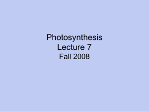 Photosynthesis Lecture 7 Fall 2008