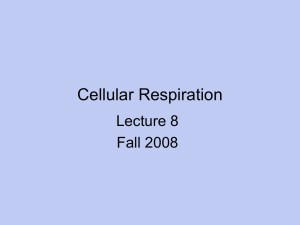 Cellular Respiration Lecture 8 Fall 2008