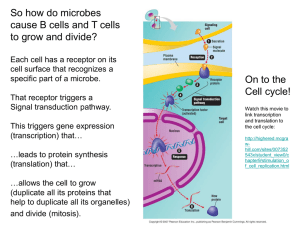 So how do microbes cause B cells and T cells