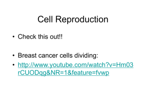 Cell Reproduction • Check this out!! • Breast cancer cells dividing: •