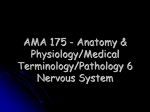AMA 175 - Anatomy &amp; Physiology/Medical Terminology/Pathology 6 Nervous System
