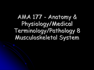 AMA 177 - Anatomy &amp; Physiology/Medical Terminology/Pathology 8 Musculoskeletal System