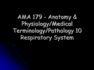 AMA 179 - Anatomy &amp; Physiology/Medical Terminology/Pathology 10 Respiratory System