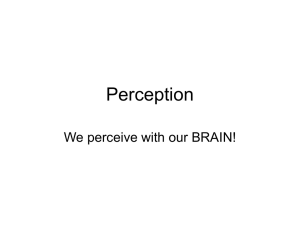 Perception We perceive with our BRAIN!