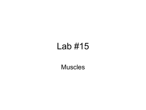 Lab #15 Muscles
