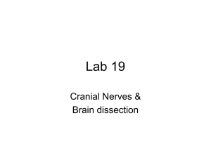 Lab 19 Cranial Nerves &amp; Brain dissection