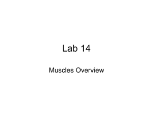 Lab 14 Muscles Overview