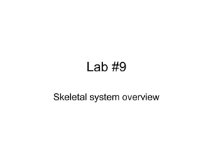Lab #9 Skeletal system overview