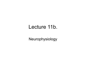 Lecture 11b. Neurophysiology