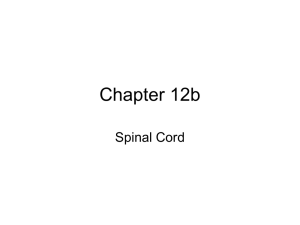 Chapter 12b Spinal Cord