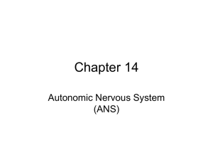 Chapter 14 Autonomic Nervous System (ANS)