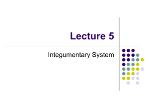Lecture 5 Integumentary System