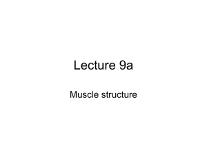 Lecture 9a Muscle structure
