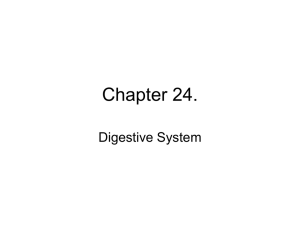 Chapter 24. Digestive System
