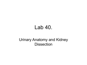 Lab 40. Urinary Anatomy and Kidney Dissection