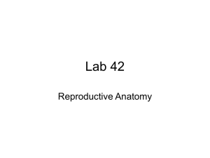 Lab 42 Reproductive Anatomy
