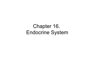 Chapter 16. Endocrine System