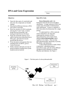 DNA and Gene Expression