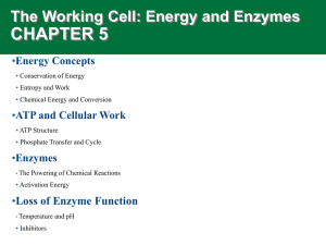 CHAPTER 5 The Working Cell: Energy and Enzymes • Energy Concepts
