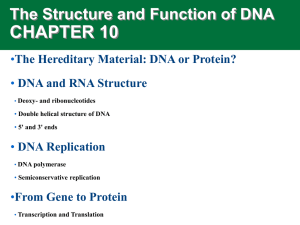 CHAPTER 10 The Structure and Function of DNA •