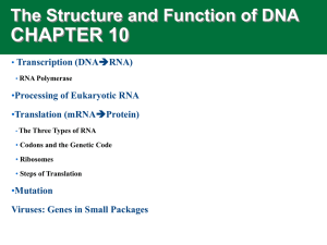 CHAPTER 10 The Structure and Function of DNA