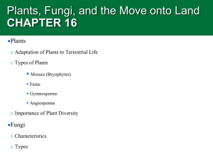 Plants, Fungi, and the Move onto Land CHAPTER 16  Plants