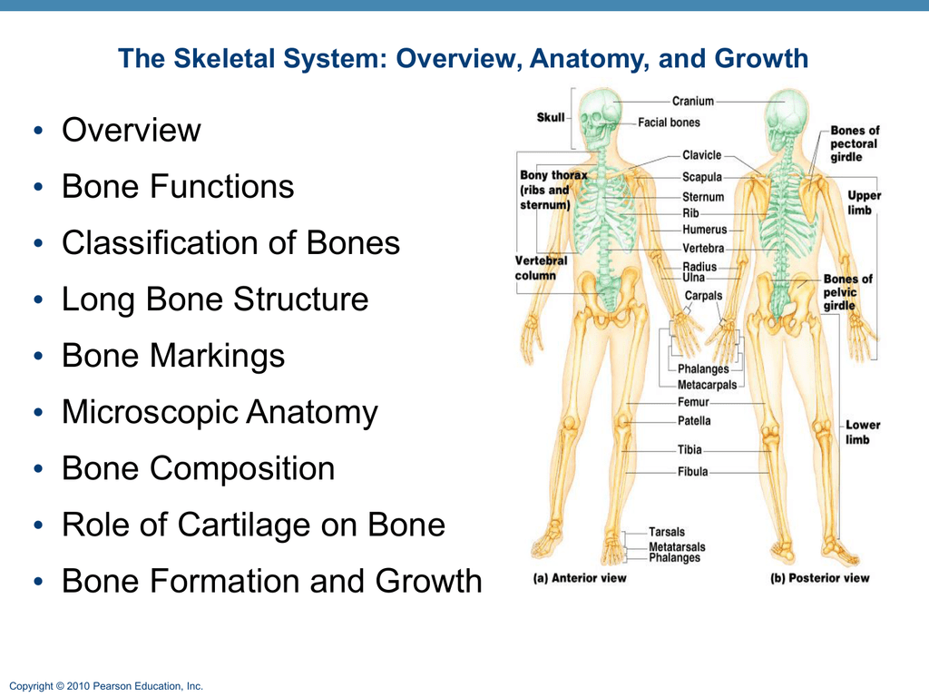 Overview Bone Functions Classification Of Bones 
