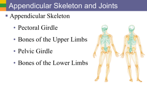 Appendicular Skeleton and Joints  • Appendicular Skeleton