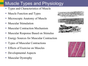 Muscle Types and Physiology
